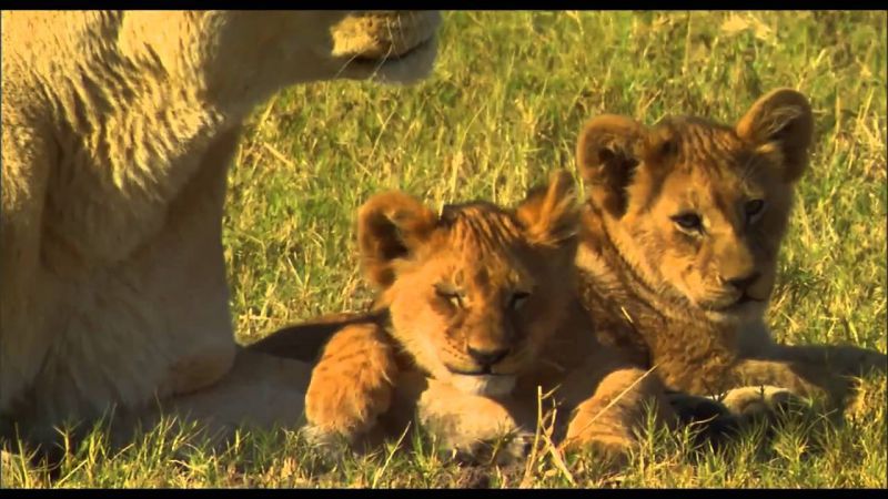The Last Lions